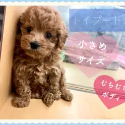 【 トイプードル 】まったりタイムを一緒に過ごすなら小さめのこの子に決まり!