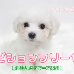 【 ビションフリーゼ 】胴長短足のドワーフ体型！甘え上手な一面もあり！