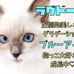 【 ラグドール 】圧倒的美しさのグラデーションブルーアイ！抱っこ大好きに成長中！