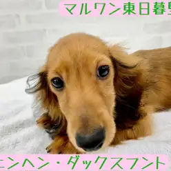 【 カニンヘンダックスフント 】初心者にピッタリ！つぶらな瞳の愛嬌満載ベイビー！