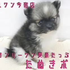 【 ポメラニアン 】モフラー必見！癒しオーラ全開のレアカラー温厚ガール！