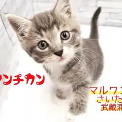 【 マンチカン 】グレーの毛色がカッコ可愛い！スタイリッシュな男の子！！