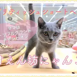 【 ブリティッシュショートヘア 】ママはチャンピオン!良血統の甘えん坊にゃんこ!