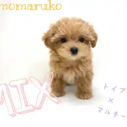 【 MIX マルプー 】優しいお顔の性格大人しめ女の子！