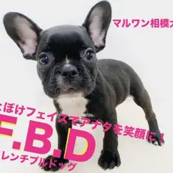 【 フレンチブルドッグ 】おとぼけフェイスの癒し系!しつけに繋がる遊び方紹介!