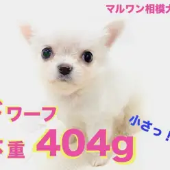 【 チワワ 】驚異の体重404g!小さくムチムチなドワーフ体型から目が離せない!