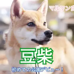 【 豆柴 】セカンドインプレ！初めての公園デビューの様子を大公開！