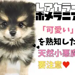 【 ポメラニアン 】超レアブラック＆タンポメ！天然小悪魔系注意報発令!