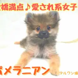 【 ポメラニアン 】陽気で可愛い愛され系女子！簡単なブラッシングのコツもご紹介！