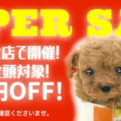【期間限定SALE】子犬＆子猫マルワンスーパーセール開催！