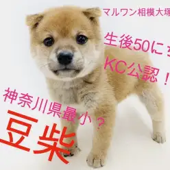 【 豆柴 】神奈川県最小クラス!KC認定定義とオススメのしつけもご紹介!