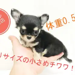 【 手乗りチワワ 】体重はなんと約0.5kg！可愛さは特大だけど身体は小柄な女の子！