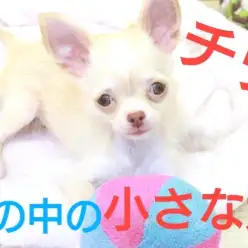 【 チワワ 】小さめボディには溢れんばかりの魅力がいっぱい♪