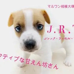 【 ジャックラッセルテリア 】ハートマークが愛らしい！健康チェック法もご紹介！