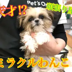 【 シーズー 】城山店のよくある質問と天才ワンコ!