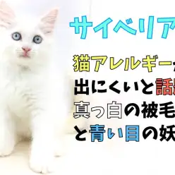 【 サイベリアン 】猫アレルギーが出にくいと話題!!真っ白の被毛と青い目の妖精!