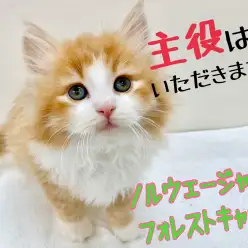 【 ノルウェージャン 】圧巻のロフト感がすごい！2019シーズン最強のにゃんこ！
