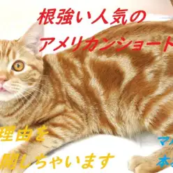 【 アメリカンショートヘア 】根強い人気の理由を大公開します！！