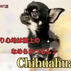 【 チワワ 】触り心地は極上のなめらかつるん♪