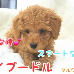 【 トイ・プードル 】つぶらな瞳の男の子！おっとりイケメンをご紹介！