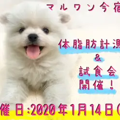 【 今宿店 イベント情報 】1/14ワンちゃんの体脂肪計測会＆試食会のお知らせ！