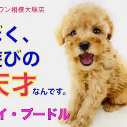 【 トイプードル 】童顔のタイニーサイズ！可愛い遊び方に心が弄ばれます