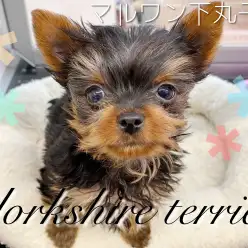 【 ヨークシャーテリア 】ご飯もおもちゃも大好き！小さめサイズのヨーキーくん。