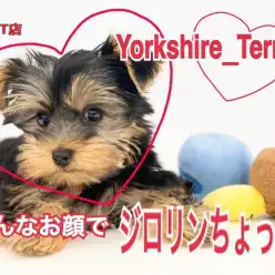 【 ヨークシャーテリア 】ビー玉のような瞳に長いまつ毛が自慢のヨーキーくん！