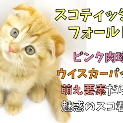 【 スコティッシュフォールド 】ピンク肉球・ウイスカーパッド！萌え要素だらけ！