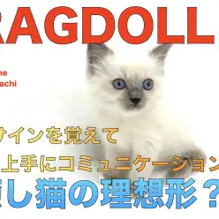 【 ラグドール 】癒し猫の理想形？！猫サインを覚えて楽しくコミュニケーション♪