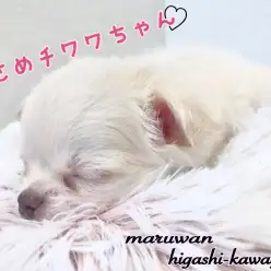 【 チワワ 】川口市のお姫様！お昼寝大好きな超が付くほどのおりこうさん！