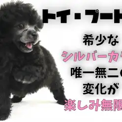 【 トイ・プードル 】唯一無二の変化が楽しみ無限の希少シルバーカラー！