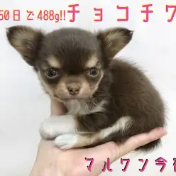 【 チワワ 】今宿店で最速のご家族決定率！オンリーワンポイント満載のアイドル！