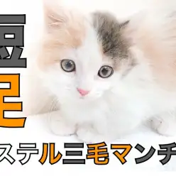 【 短足マンチカン 】アシンメトリー模様で2つの顔を持つパステル三毛マンチ!