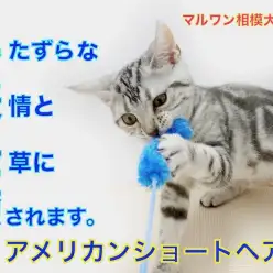 【 アメリカンショートヘア 】いたずらな表情にドキドキ！一緒に遊びたい方は集合！