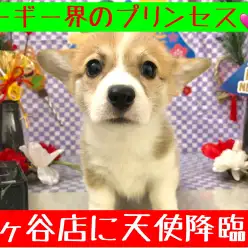 【 ウェルシュコーギー 】天使降臨!千葉県で一番かわいい女の子!