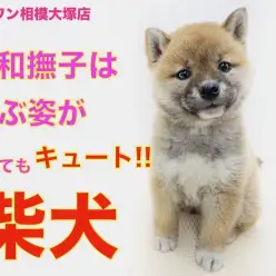 【 柴犬 】テンションが上がりちゃう日本犬！店長オススメお散歩コースは鎌倉！