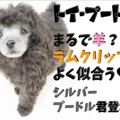 【 トイ・プードル 】まるで羊？ラムクリップがよく似合うシルバープードル君登場！
