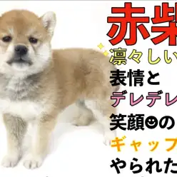 【 赤柴 】柴犬マニアが凛々しい表情とデレデレ笑顔のギャップにやられた！