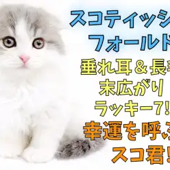 【 スコティッシュフォールド 】垂耳長毛・ハチワレ・ラッキー7!幸運だらけ男子!