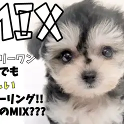 【 MIX 】摩訶不思議なカラーリングが魅力のわんこ登場！