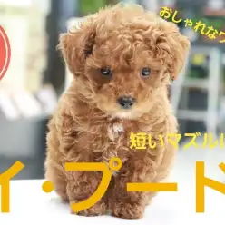 【 トイ・プードル 】短いマズルに輝く瞳、あどけないお顔で皆を魅了しちゃう！