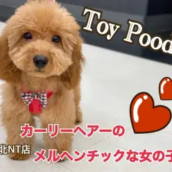 【 トイ・プードル 】カーリーヘアのメルヘンチックな女の子!