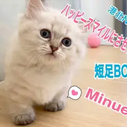 【 ミヌエット 】みんな笑顔に！可愛い表情や仕草がいっぱいの短足癒し系BOY♡