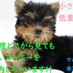 【 ヨークシャーテリア 】小さくて低重心！360度どこから見ても可愛い子！