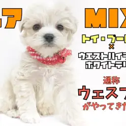 【 ウェスプー 】父トイプードル・母ウェスティーのスーパーベイビー登場！