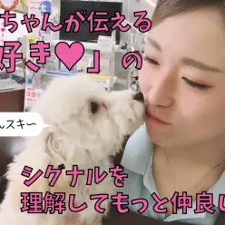 【 トイ・プードル 】ワンちゃんの「好き♥」のシグナルを理解してもっと仲良し!