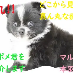 【 MIX・チワポメ 】この丸さがたまらない!癒し系なチワポメ君をご紹介します!