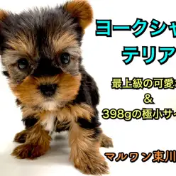 【 ヨークシャーテリア 】小さめ・アイドルフェイス・極上の被毛!三拍子ヨーキー♪
