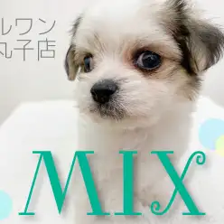 【 MIX 】アイラインくっきり！オンリーワンな男の子！